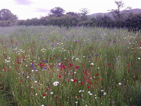 wildflower meadow